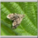 Anthophila fabriciana-Choreutidae sp - Spreizfluegelfalter 01a.jpg